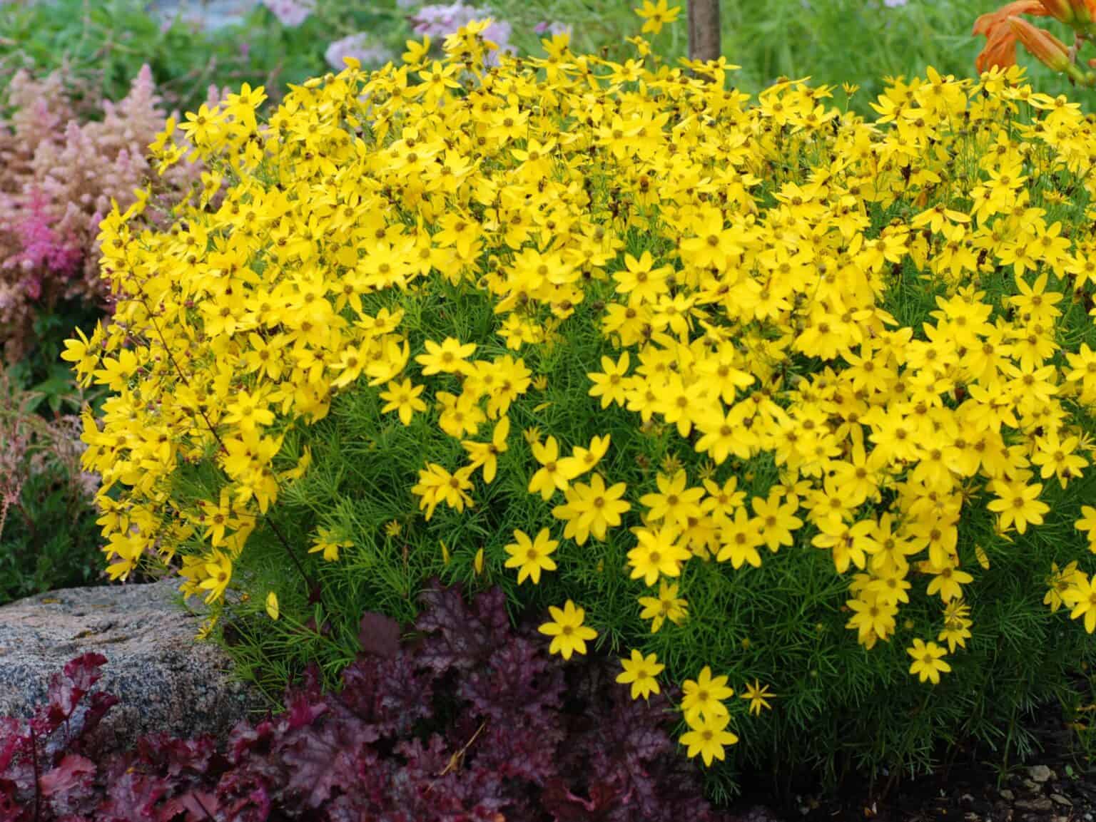 Coreopsis verticillata 'Zagreb' - Mihkel Saar Puukool