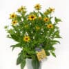 Tootepilt, Rudbeckia