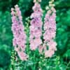 Delphinium