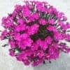 Tootepilt, Dianthus