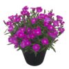 Tootepilt, Dianthus
