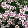 Dianthus deltoides