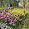Echinacea Magnus 2