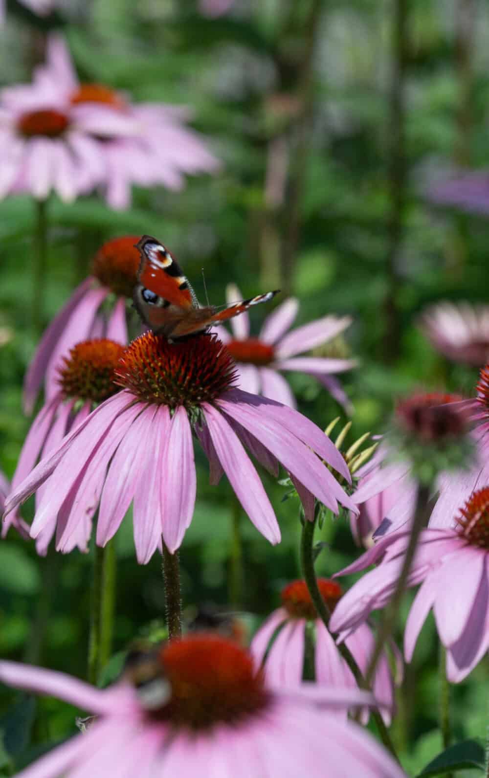 Echinacea-Magnus