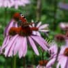 Echinacea-Magnus