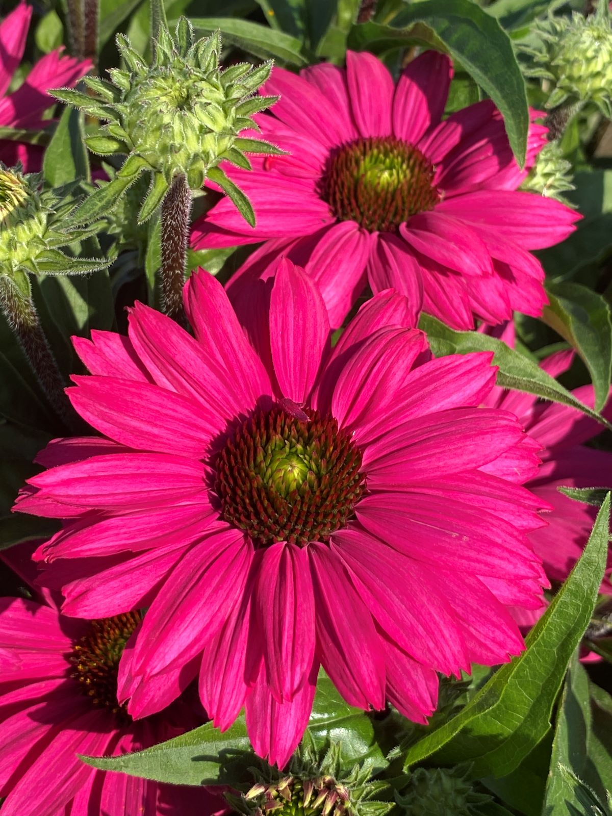 Echinacea-SunSeekers-Magenta