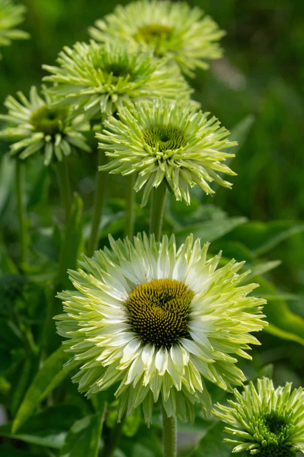 Echinacea Sunseekers Apple Green