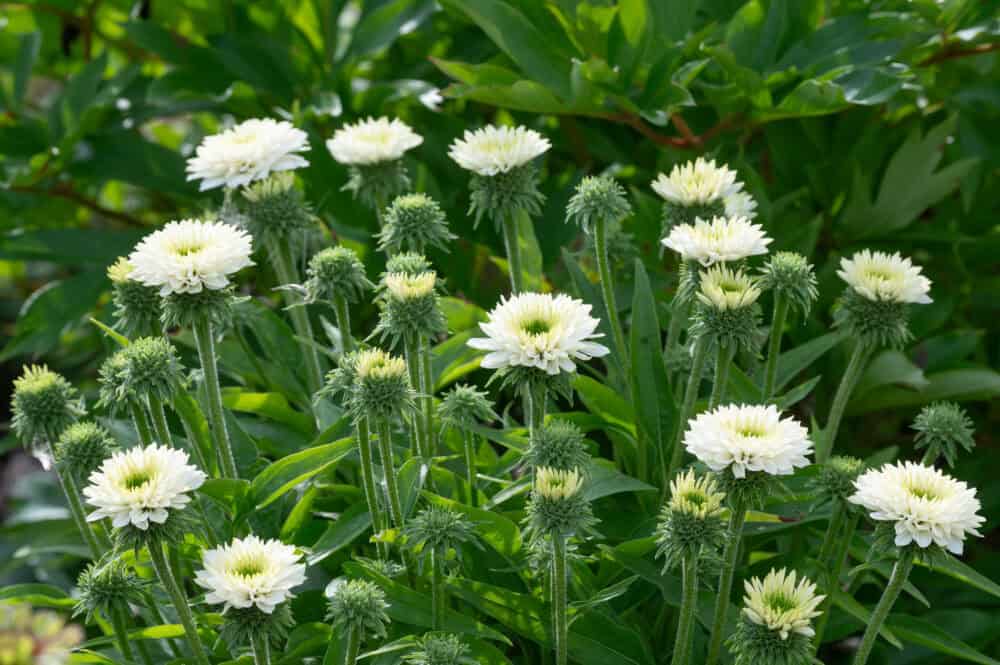 Echinacea Sunseekers White Perfaction