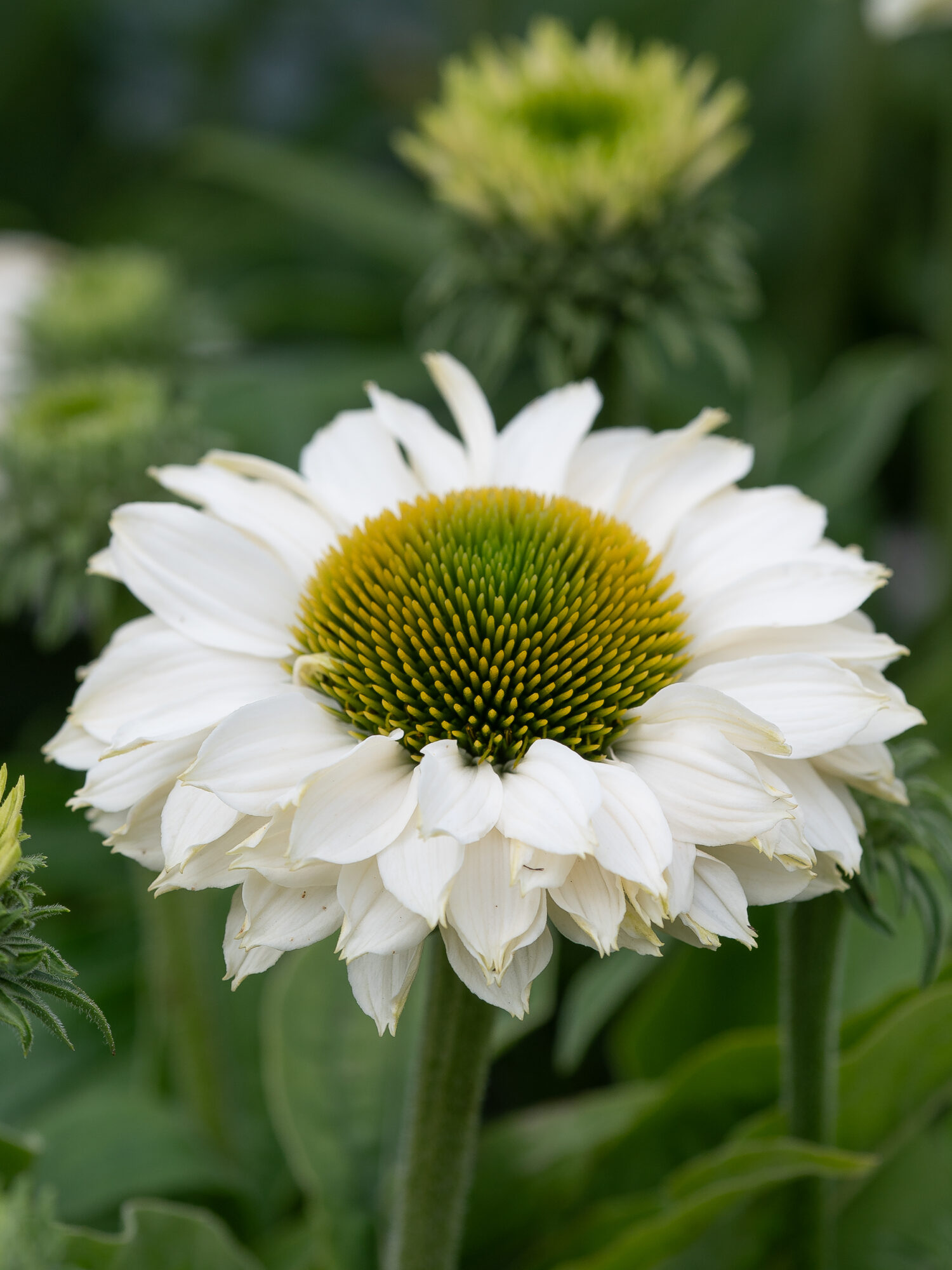 Echinacea Sunseekers White Perfection