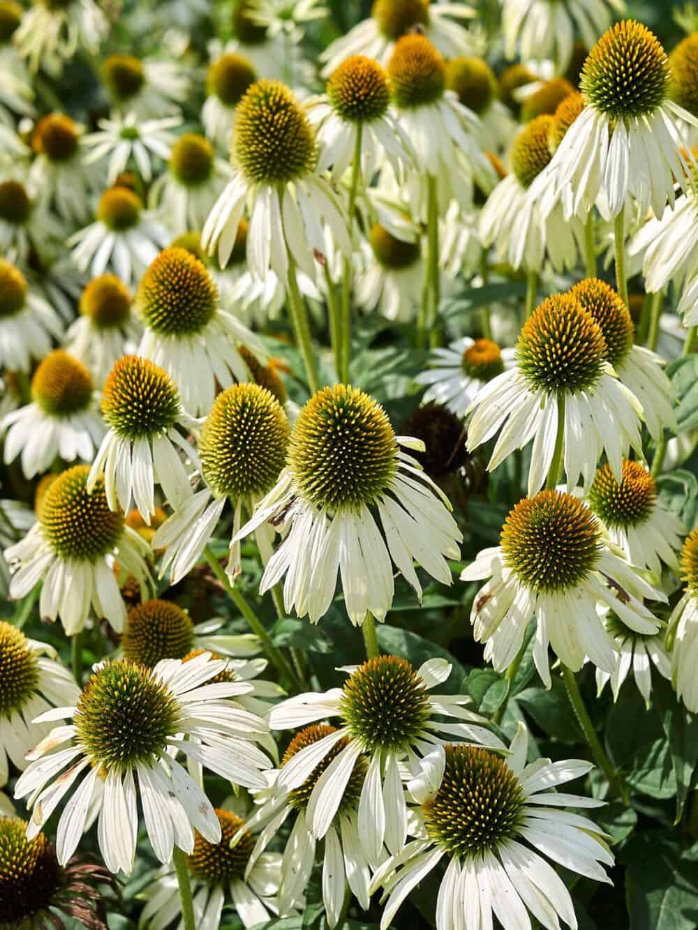 Echinacea