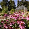 Echinacea