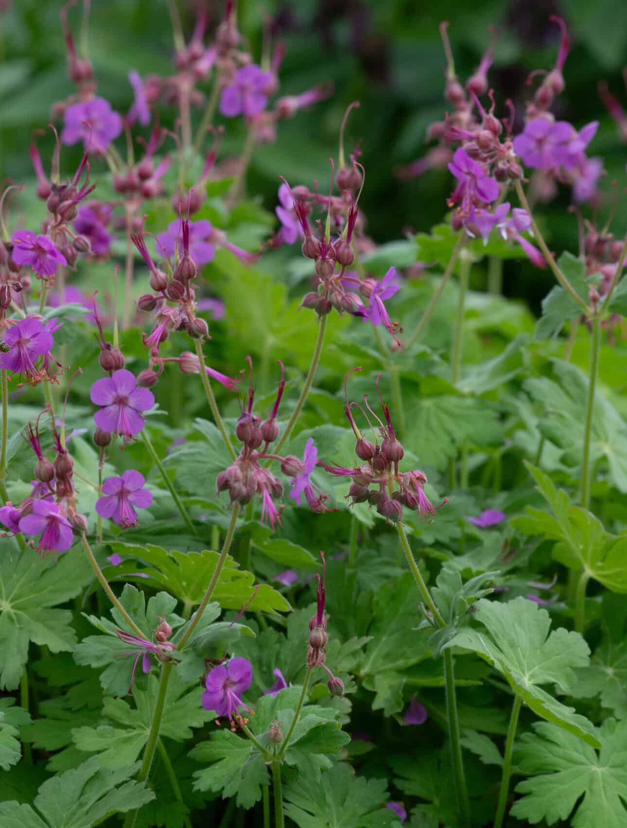 Geranium macrorrhizum Bevan's Variety 2