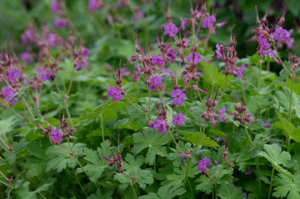 Geranium macrorrhizum 'Bevan's Variety' - Image 2