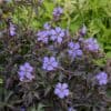 Geranium pratense