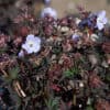 Geranium pratense Dark Reiter 2