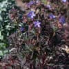 Geranium pratensism Dark Reiter