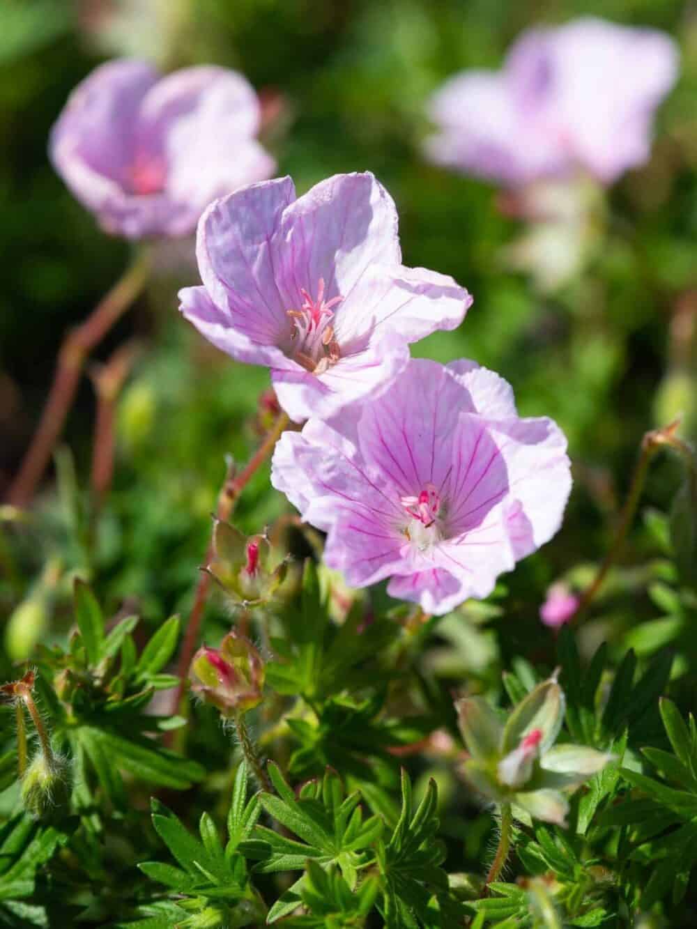 Geranium sanguineum