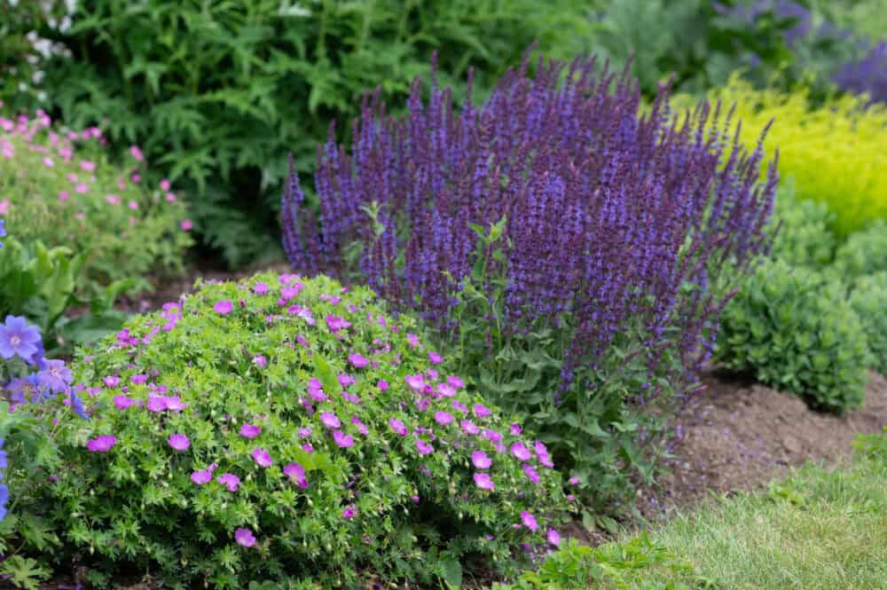 Geranium sanguineum 'Max Frei' - Image 4