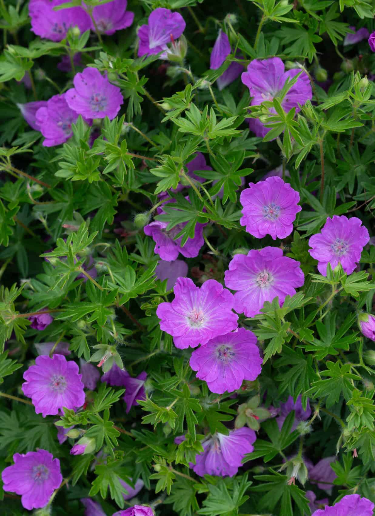 Geranium sangvineum Max Frei