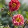 Geum