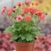 Geum 'Bohema Pink' - Image 2