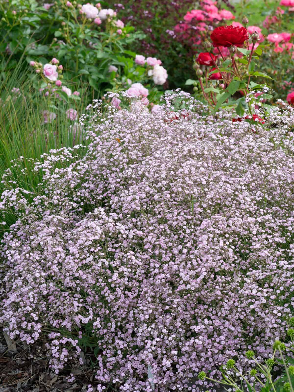 Gypsophila Rosenschleier