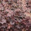Heuchera