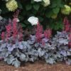 Heuchera