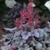 Heuchera