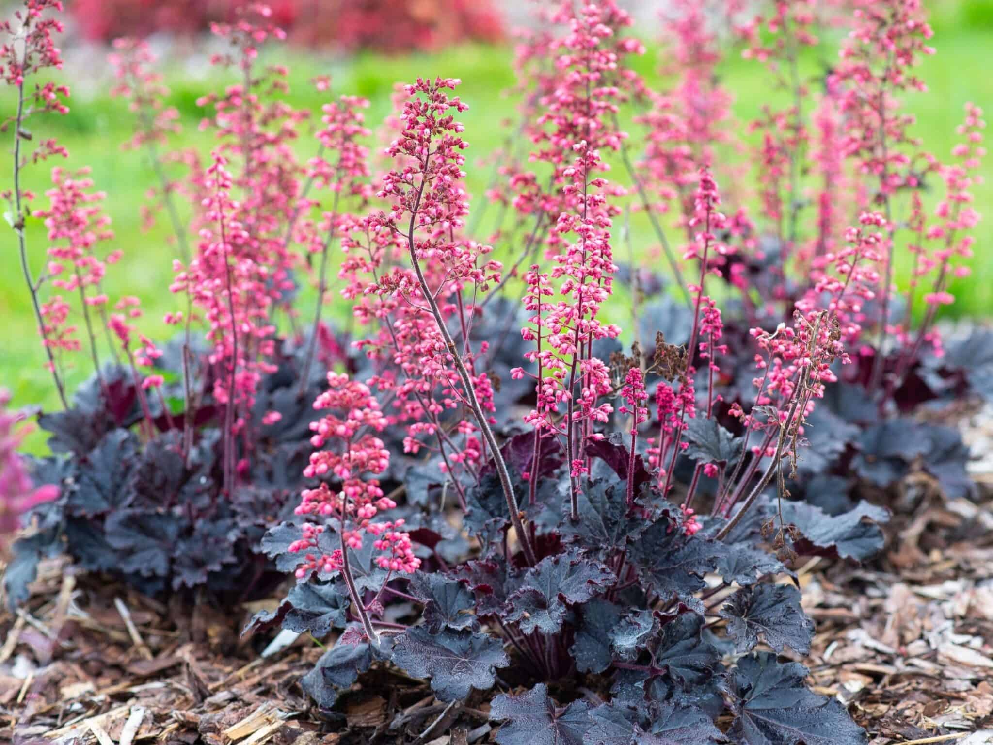 Timeless Night Heuchera Care image