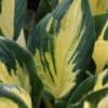 Hosta