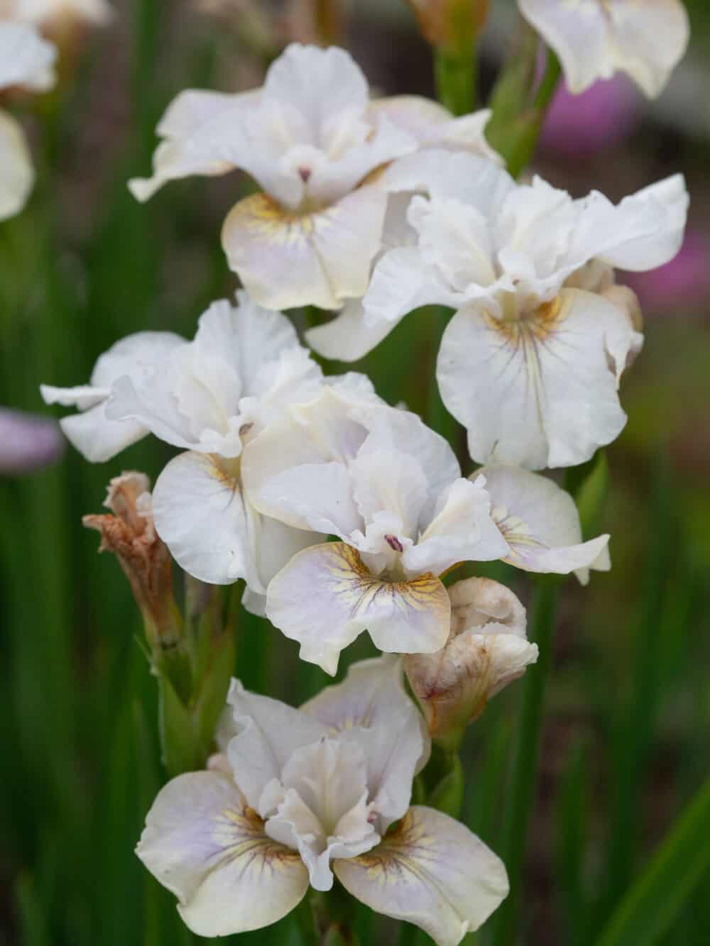 Iris sibirica 'Censation™ Not Quite White'