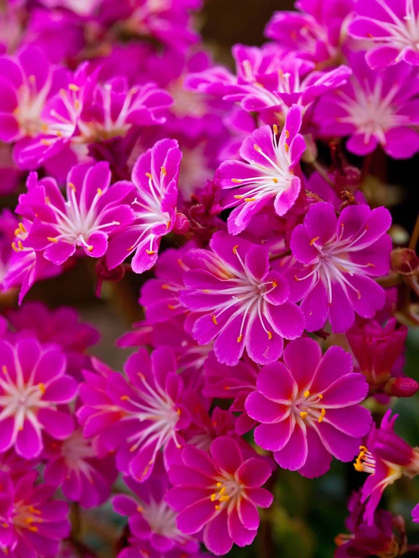 Lewisia