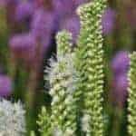 Liatris spicata