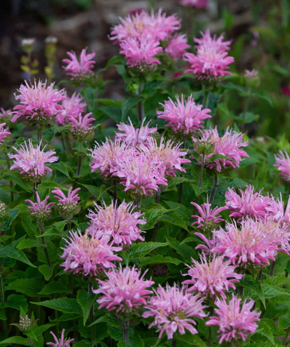 Monarda 'Pink Frosting'®