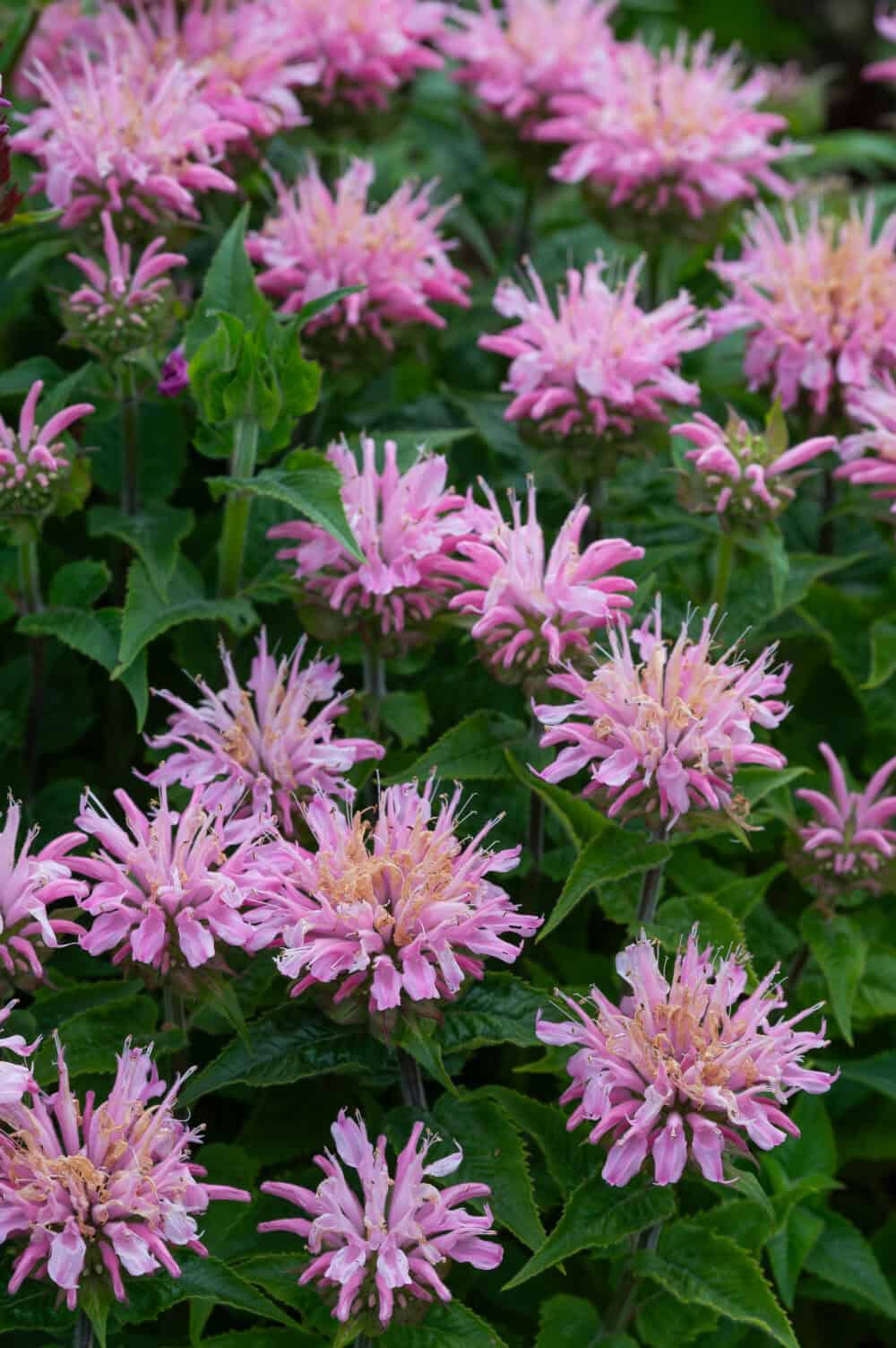 Monarda 'Pink Frosting'® - Image 2