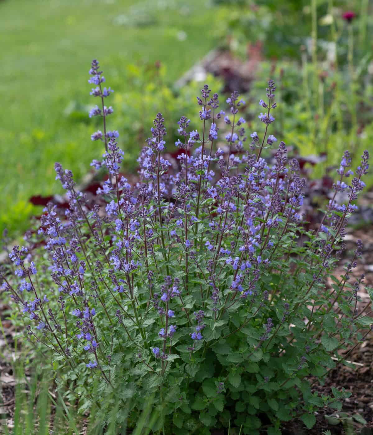 Nepeta Purrsian Blue