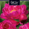 Etikett, Paeonia