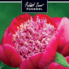 Etikett, Paeonia