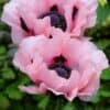 Papaver orientale