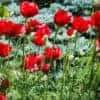 Papaver orientale