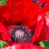 Papaver orientale