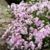 Phlox subulata
