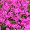Phlox subulata