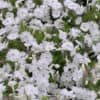 Phlox douglasii