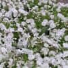 Phlox douglasii
