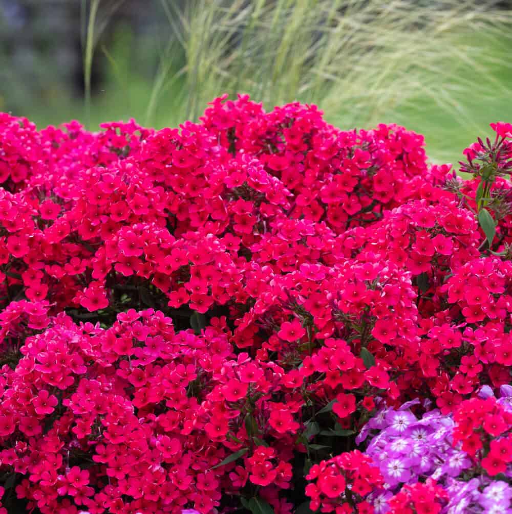 Phlox paniculata 'Early Red'® - Image 3