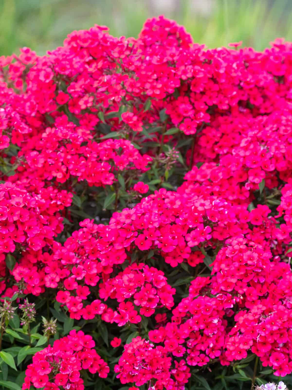 Phlox paniculata Early Red