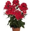 Phlox paniculata