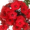 Phlox paniculata